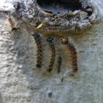 Gypsy moth caterpillars can be seen resting on the trunk of a young oak in Amherst, MA as observed on 6/3/19. The difference between the 3rd and 4th instar can be seen here. The two caterpillars to the left are likely still in the 3rd instar, while the caterpillar to the right has developed the 5 pairs of blue followed by 6 pairs of red raised spots that are distinctly visible in 4th instar and older caterpillars. The right-most caterpillar also has a yellow head capsule mottled with black, a sign of an old