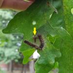 Gypsy moth caterpillars continue to feed and grow in size as viewed on 6/13/2018 in Amherst, MA on bur oak. Caterpillars have the characteristic rows of red and blue spots and yellow color on their head capsule. A shed skin (left behind as a caterpillar graduates to the next size-class) is pointed out here with a yellow arrow. (Photo: T. Simisky)