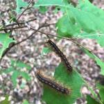 Two gypsy moth caterpillars feeding in Great Barrington, MA on 6/9/2021. (Image courtesy of Tyler Philips.)
