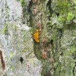 Eggs of the multi-colored Asian lady beetle found on an elm with aphid issues on 5/1/2024 at the University of Massachusetts, Amherst. (Photo: Tawny Simisky, UMass Extension.) 