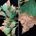 Symptoms of the hawthorn leafminer (Profenusa canadensis) on Winter King hawthorn (Crataegus viridis ‘Winter King’).