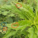 Hibiscus sawfly adults (blue) and larvae (orange) on hardy hibiscus (R. Norton)