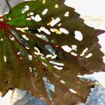 Feeding damage from the hibiscus sawfly seen in Plymouth County, MA on 6/17/2024. Image courtesy of Deborah Swanson.