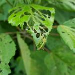 Hibiscus sawfly larvae were observed feeding in Amherst, MA on 7/24/19. As the larvae grow in size, so can the amount of damage to host plant leaves. (Tawny Simisky, UMass Extension)
