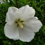 Hibiscus syriacus 'Diana', rose of sharon