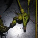 hickory leafstem gall phylloxera