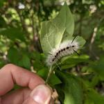 A hickory tussock moth caterpillar found on blueberry, seen in Hampshire County, MA on 9/8/2021. (Tawny Simisky, UMass Extension.)