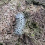 Wandering hickory tussock moth caterpillar seen on 8/3/2024 in Hinsdale, MA. Photo: Tawny Simisky, UMass Extension.