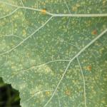 Hollyhock rust lower leaf surface (R. Norton)