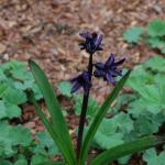 Hyacinth 'Dark Dimension'