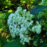 Hydrangea arborescens 'Hayes Sunburst', smooth hydrangea