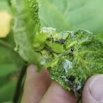 Hydrangea leaf tier caterpillar and frass on smooth hydrangea (R. Norton)