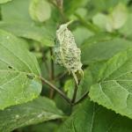 Hydrangea leaf tier symptoms on smooth hydrangea (R. Norton)
