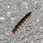 A bedstraw sphinx caterpillar found wandering across the road adjacent to a hayfield in Hampshire County, MA on 9/8/2021. (Tawny Simisky, UMass Extension.)