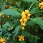 Ilex verticillata 'Winter Gold', winterberry holly