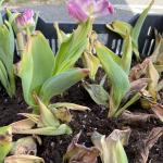 Blue mold infection on tulips 2 (A. Madeiras)