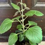 Broad Mites on Salvia and Thunbergia 1 (A. Madeiras)