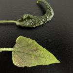 Broad Mites on Salvia and Thunbergia 3 (A. Madeiras)