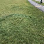 Type 1 fairy rings in lawn turf (A. Madeiras)