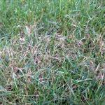 Active red thread on lawn turf (J. Lanier)