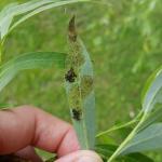 Imported willow leaf beetle larvae feeding in clusters and their damage on willow viewed on 6/3/2020 in Chesterfield, MA. (Photo: T. Simisky)