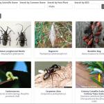 Insect Management Guide Preview B