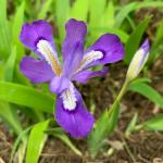 Iris cristata, crested Iris, photo by Amy Nyman 