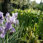 Iris pallida 'Albo-Variegata', sweet iris 