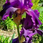 Iris x germanica 'Rosalie Figge', bearded iris
