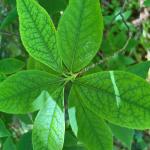 Iron deficiency on azalea (G.Njue)