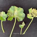 Xanthomonas on ivy geranium 1 (A. Madeiras)
