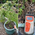 Weeping Japanese maple (Acer palmatum ‘Ryusen’) in a ceramic container with soil temperatures >100°F during the August heat wave on 8/13/21. 