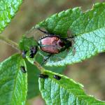 Japanese beetle on a rose leaf (G. Njue)