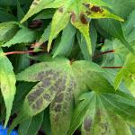 Leaf browning on a container-grown Japanese maple (Acer palmatum ‘Mikawa Yatsubusa’) due to sun scald.