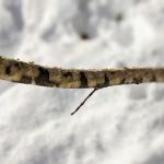 Chewing damage on kousa dogwood twig from rabbits. (Photo taken on 2/11/2021 in Chesterfield, MA; Simisky.)