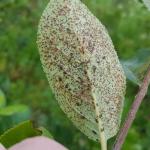 Lace bug damage was observed on Aronia spp. in Amherst, MA on 7/24/19. Flipping damaged leaves over reveals feeding lace bug nymphs and black tar-spot-like excrement. (Tawny Simisky, UMass Extension)