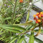 Beneficial lady beetle eating aphids on butterfly weed on  8/18/22 (K. Ganshaw)