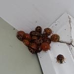 Multicolored Asian lady beetles are common fall home invading insects at this time of year. A cluster is observed in a home in Hampshire County, MA. (Tawny Simisky, UMass Extension)