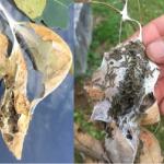 Late-summer browntail moth larvae and webs. (Maine Forest Service)
