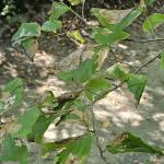 Leaf roller tier damage to witch-hazel (R. Norton)