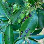 Leaf spot on mountain laurel (G. Njue)