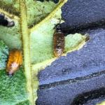 Larvae of the three-lined potato beetle, Lema daturaphila, feeding on ornamental flowering tobacco (Nicotiana spp.). Photographed on 7/11/2020 in Plymouth County, MA. (Photo courtesy of: Deborah Swanson)