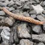 A leopard slug or giant garden slug (Limax maximus) photographed on 9/17/21 in Berkshire County, MA. While beautiful, it is best to handle with gloves, or not at all. (Courtesy of Tom Ingersoll.)