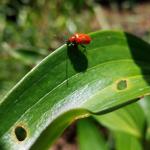 Lily leaf beetle