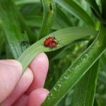 Bright red, adult lily leaf beetles were found mating on host plant foliage in Amherst, MA as observed on 5/30/19. (Tawny Simisky, UMass Extension)