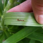 The eggs of the lily leaf beetle may still be seen on host plant foliage in Amherst, MA as observed on 5/30/19. (Tawny Simisky, UMass Extension)