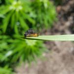 The orange-yellow, frass-covered larvae of the lily leaf beetle continue to grow larger in size as found feeding on host plant foliage in Amherst, MA on 6/3/19. (Tawny Simisky, UMass Extension)