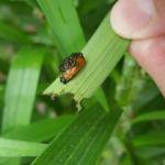 The orange-yellow larvae of the lily leaf beetle continue to grow larger in size as found on host plant foliage in Amherst, MA on 5/30/19. (Tawny Simisky, UMass Extension)