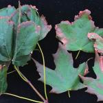Marginal leaf scorch on sugar maple (Acer saccharum) due to maple anthracnose (Discula campestris).  N.Brazee