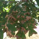 Oak leaf blister, caused by Taphrina caerulescens, on bur oak (Quercus macrocarpa).